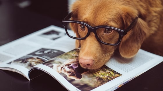 Dog wearing glasses