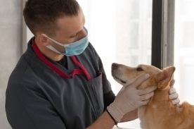 vet tech examining dog.