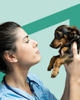 vet tech holding small brown and black puppy on green background.