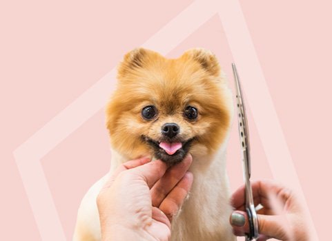 small dog being groomed with shears on pink background.