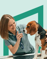 veterinary worker examining a beagle.