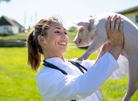 veterinary worker holding a piglet.