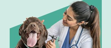 Vet tech with brown dog on green background.