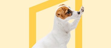 White puppy with brown markings raising paw.