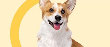 Brown and white dog smiling on yellow background.