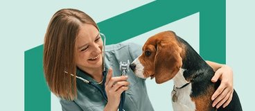 veterinary worker examining a beagle.