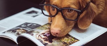 A dog wearing glasses lays its head on an open magazine