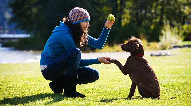 obedience trainer working with puppy.