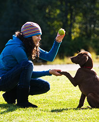 obedience trainer working with puppy.
