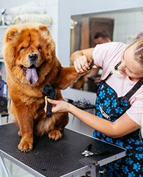 pet groomer brushing dog on a table.