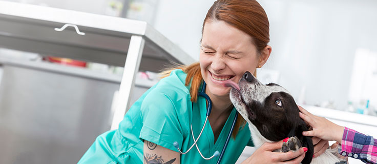 veterinary assistant getting face licked by dog.