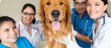 Vet techs and veterinarians surrounding happy dog.
