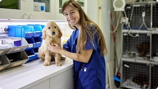 young vet tech in blue scrubs with small puppy on counter in exam room.