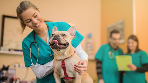 Vet tech in veterinary office examining small dog. 