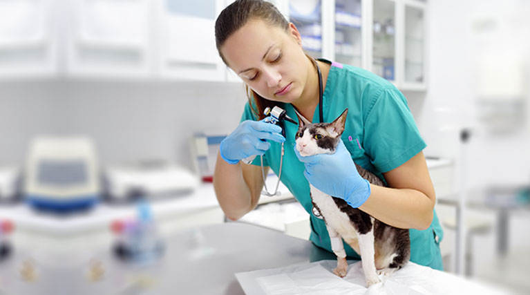 veterinary technician checks cat's ear.