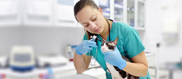 veterinary technician checks cat's ear.