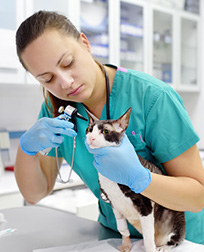 veterinary technician checks cat's ear.